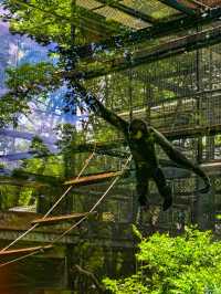 廣州動物園暢玩秘籍來啦