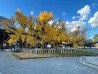 The Night Maple of Toji and the Ginkgo of Nishi Honganji are Amazing