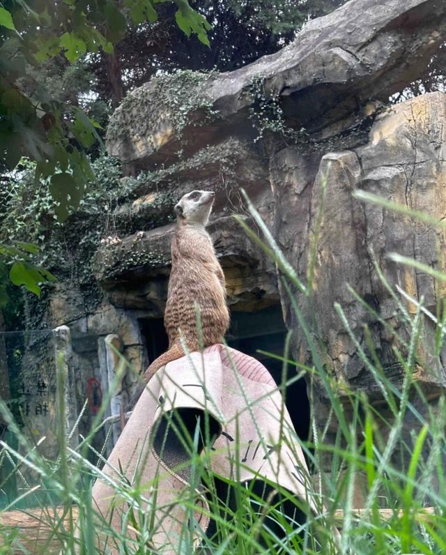 紅山森林動物園：城市裡的野性秘境。