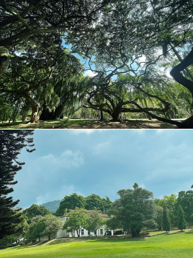 冬季反向遊 | 斯里蘭卡皇家植物園，不一樣的熱帶風情