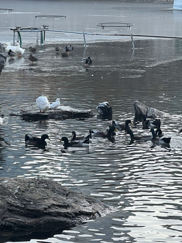 鬧中取靜的休閒之所，團結湖公園