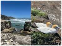 邂逅奧克蘭鳥島 | 一場與自然的浪漫之約 