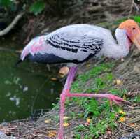 Wonderful place to visit - Zoo Negara Malaysia