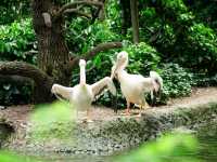 A family trip to Singapore Mandai Zoo