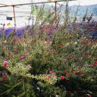 Purple Paradise: A Magical Day at Lavender Garden Cameron Highlands!