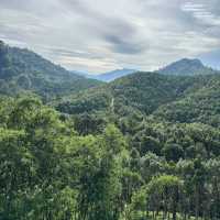 Gaharu Tea Valley