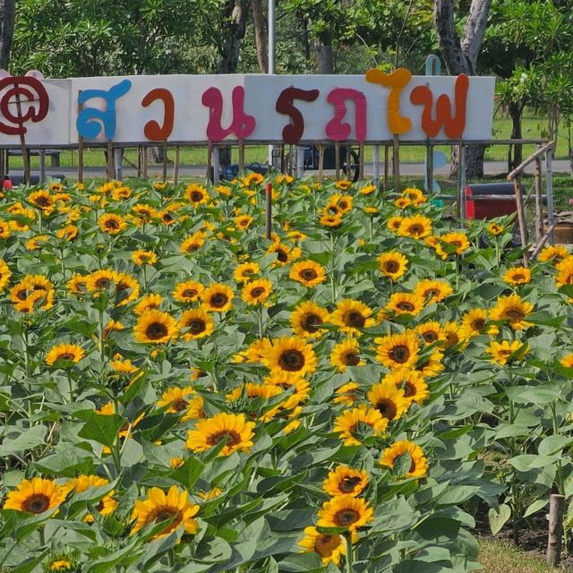 ทุ่งทานตะวันสวนรถไฟ 2567