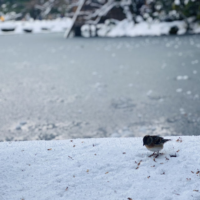 【金沢市🇯🇵兼六園】雪景色に包まれて☺️庭園散策