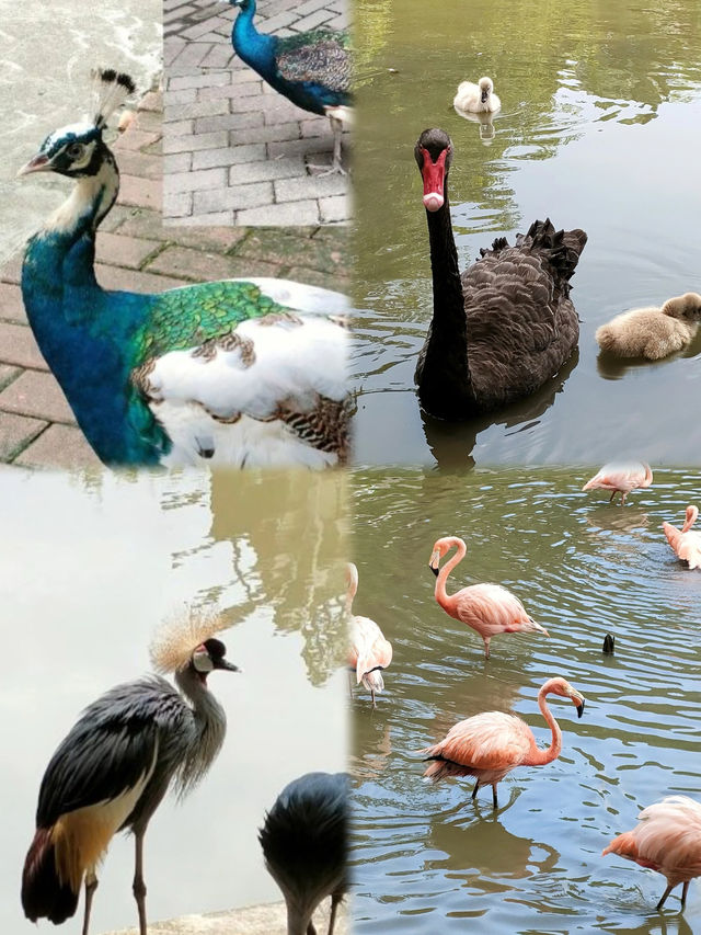 親近大自然的好去處，南沙水鳥世界生態園