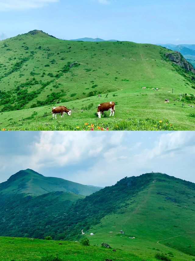 福建「阿勒泰」｜大姆山天然草場。