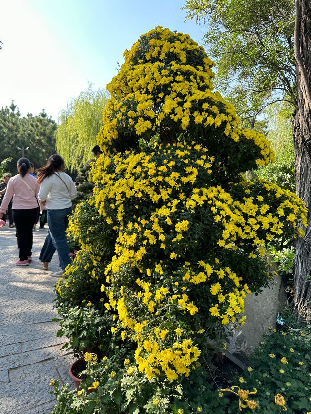 菊香雅韻，盡在開封翰園。