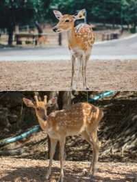 熬夜整理清邁夜間動物園の實用攻略。