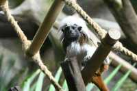 南京紅山森林動物園