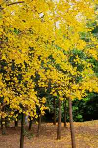 泉州秋冬限定 | 森林公園銀杏拍照好去處