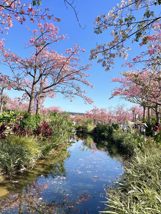 花影流光：珠海花海長廊漫步記