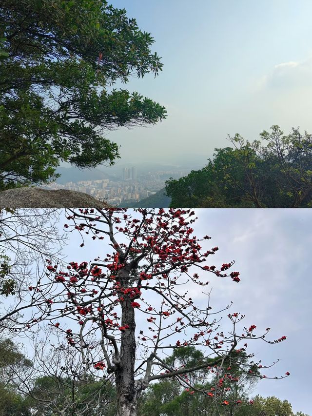 深圳爬山｜登頂鳳凰山｜郊野徑一遠足徑