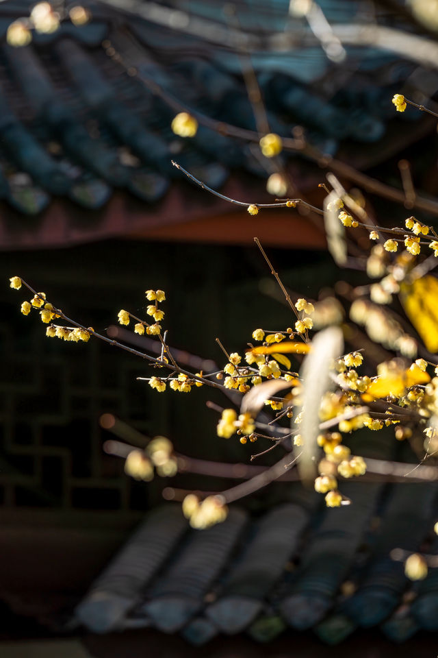 成都｜博物館探秘，杜甫草堂蠟梅正盛開