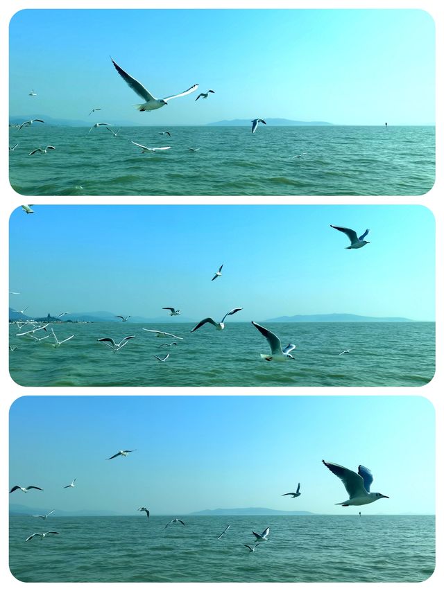 太湖候鳥家園醉美落日