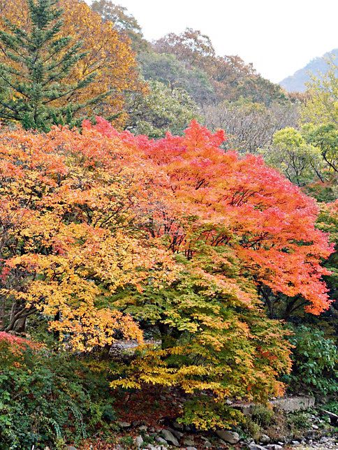 🍁 가을 단풍 명소 내장산국립공원