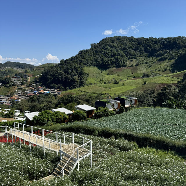 "Chiang Mai's flower farms: a feast for the eyes and a balm for the soul. Nature at its finest!