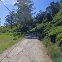 A Refreshing Day at Cameron Highlands' BOH Tea Garden