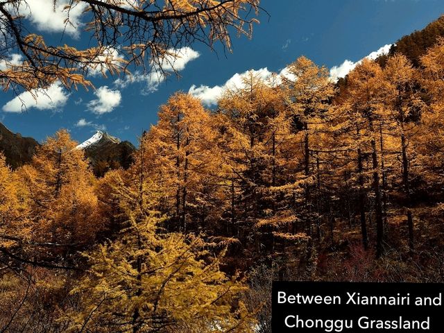 Best Autumn Viewing Experience 2/3 [Xiannairi Snow Mountain, Yading Nature Reserve]