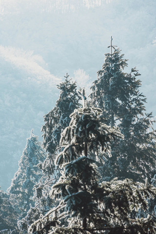 杭州初雪市區一小時可達的鸬鳥山賞雪攻略