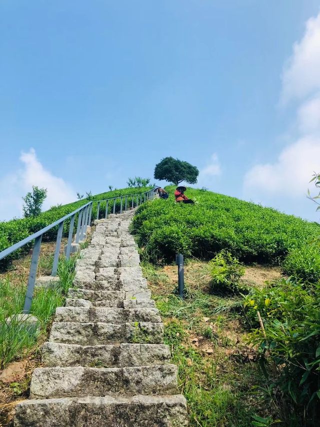 竹林茶園，如入幽谷—安吉老莊山居