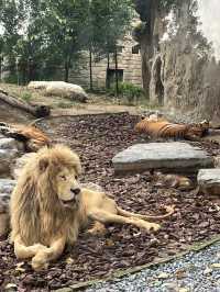 大興動物園最佳遊玩路線。