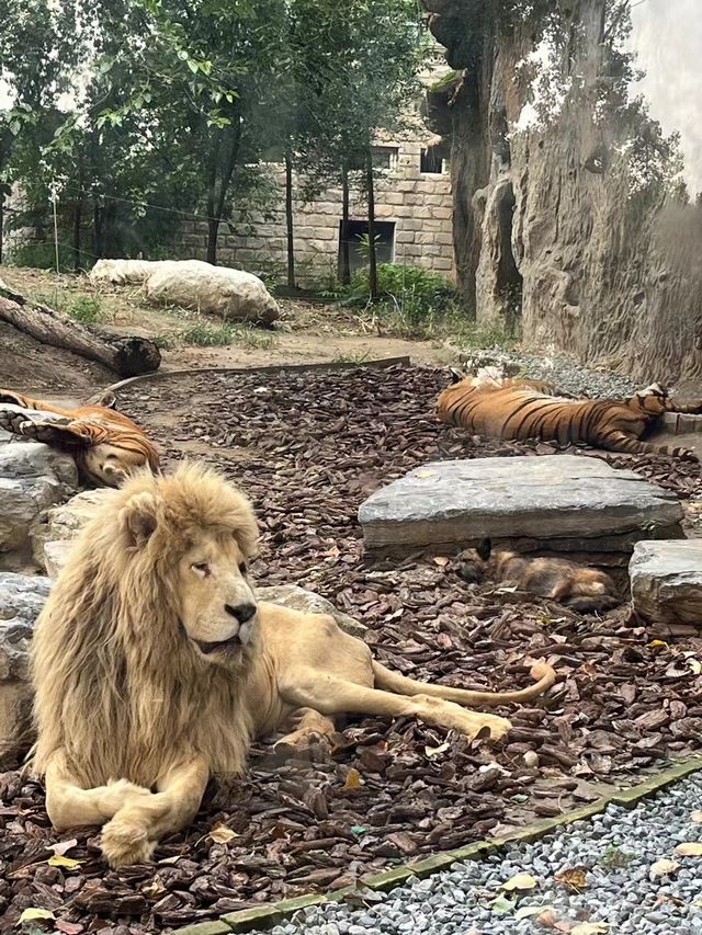 大興動物園最佳遊玩路線。