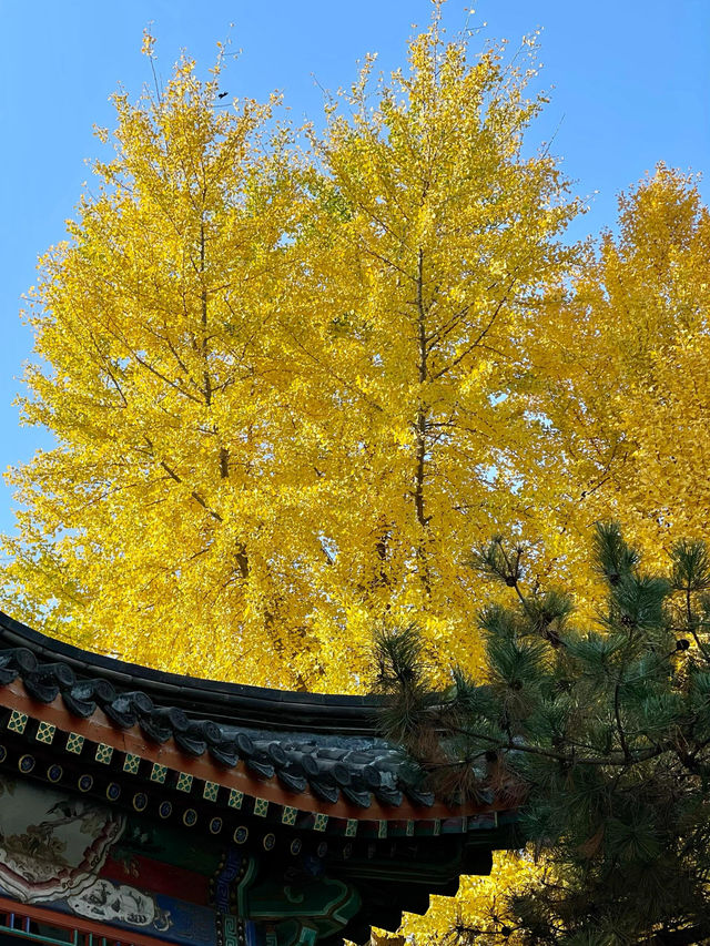 北京中山公園｜銀杏達到頂峰。