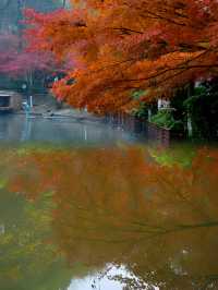 南京棲霞山|看萬山紅遍，層林盡染