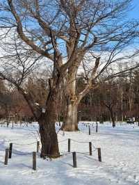 北海道神宮比美瑛更美更好拍