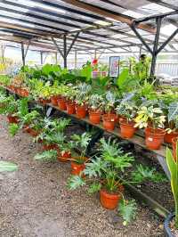 Guide to AGRO Nursery: Johor Bahru’s Premier Plant Haven