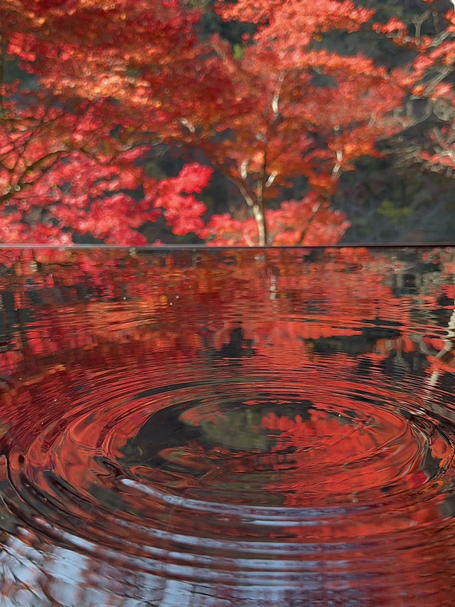 丸窓から映り込む紅葉リフレクションが絶景✨水鏡も最高！