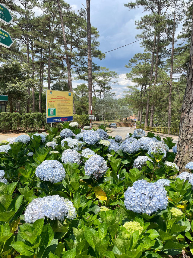 越南 | 體驗穿越山林 亞洲最長過山車欣賞瀑布🎢