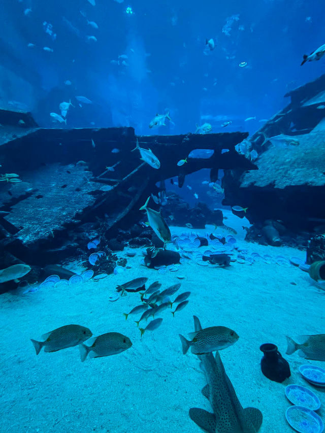 A Mesmerizing Dive into the Deep Blue (S.E.A. Aquarium)