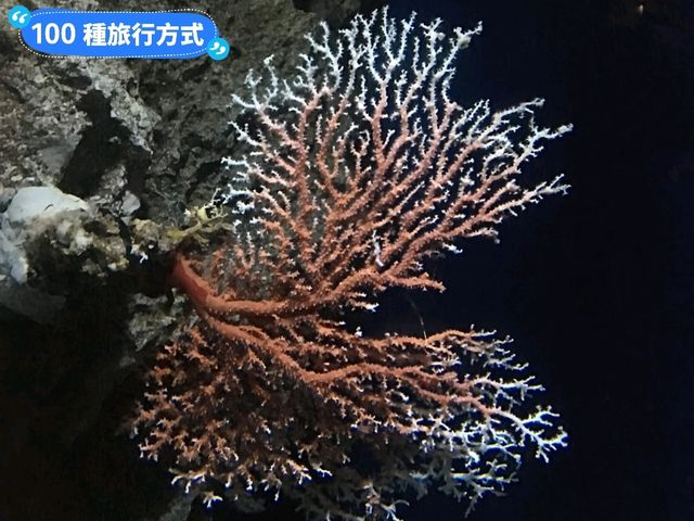 沖繩親子旅行好去處：亞州最大的美麗海水族館