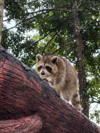 奇趣自然之旅：馬來西亞國家動物園漫遊記