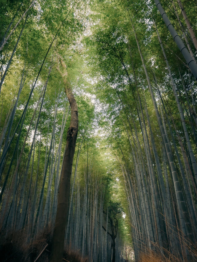 京都嵐山嵯峨野竹林