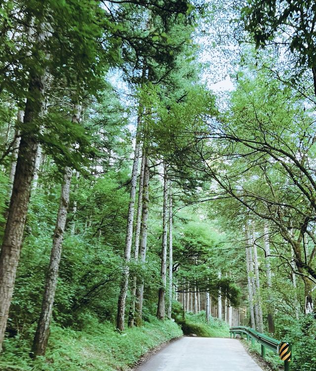 "探索六盘山！揭開千年古道與原始森林的神秘面紗！"