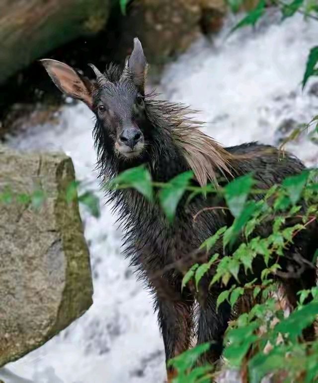 秦嶺一級保護動物（2）