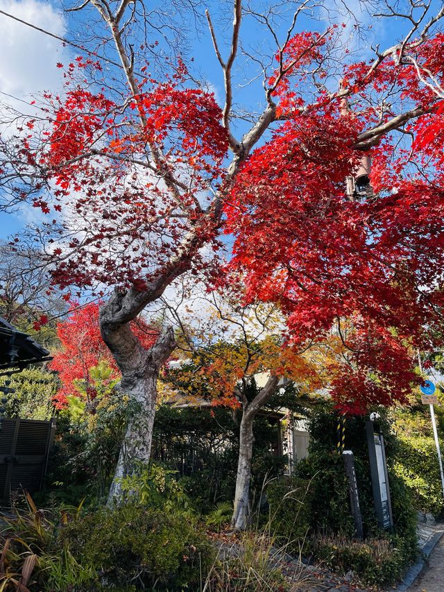 日本·京都