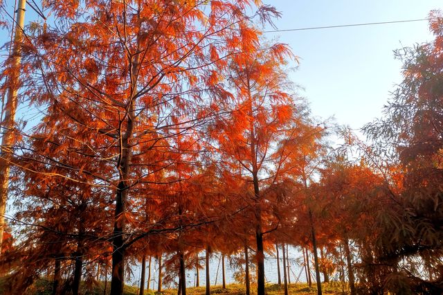 絢爛的畫卷~~海灣國家森林公園