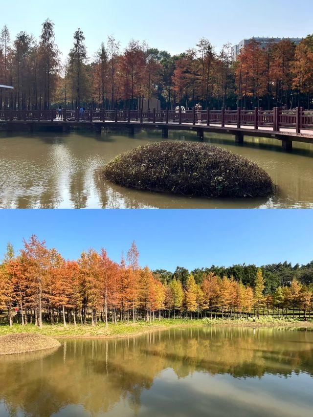 紅花嶺公園，落羽杉紅成一片童話世界