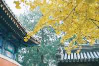 香山、碧雲寺與北京動物園一日遊