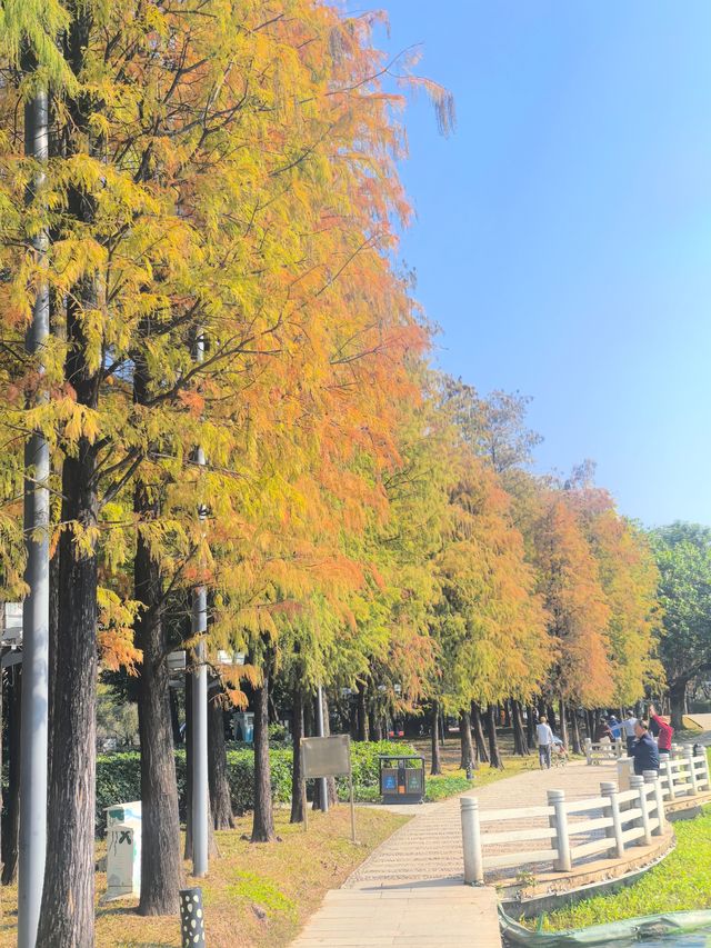 佛山禪城丨亞藝公園的落羽杉