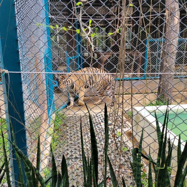 Pattaya Tiger Park