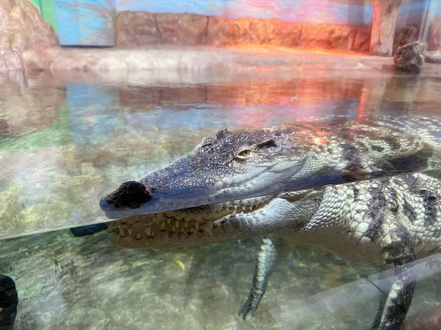 COEX水族館，夏天室內好地方