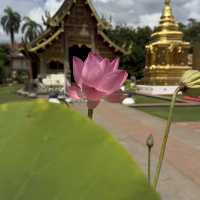 Discover the Beauty of Chiang Mai